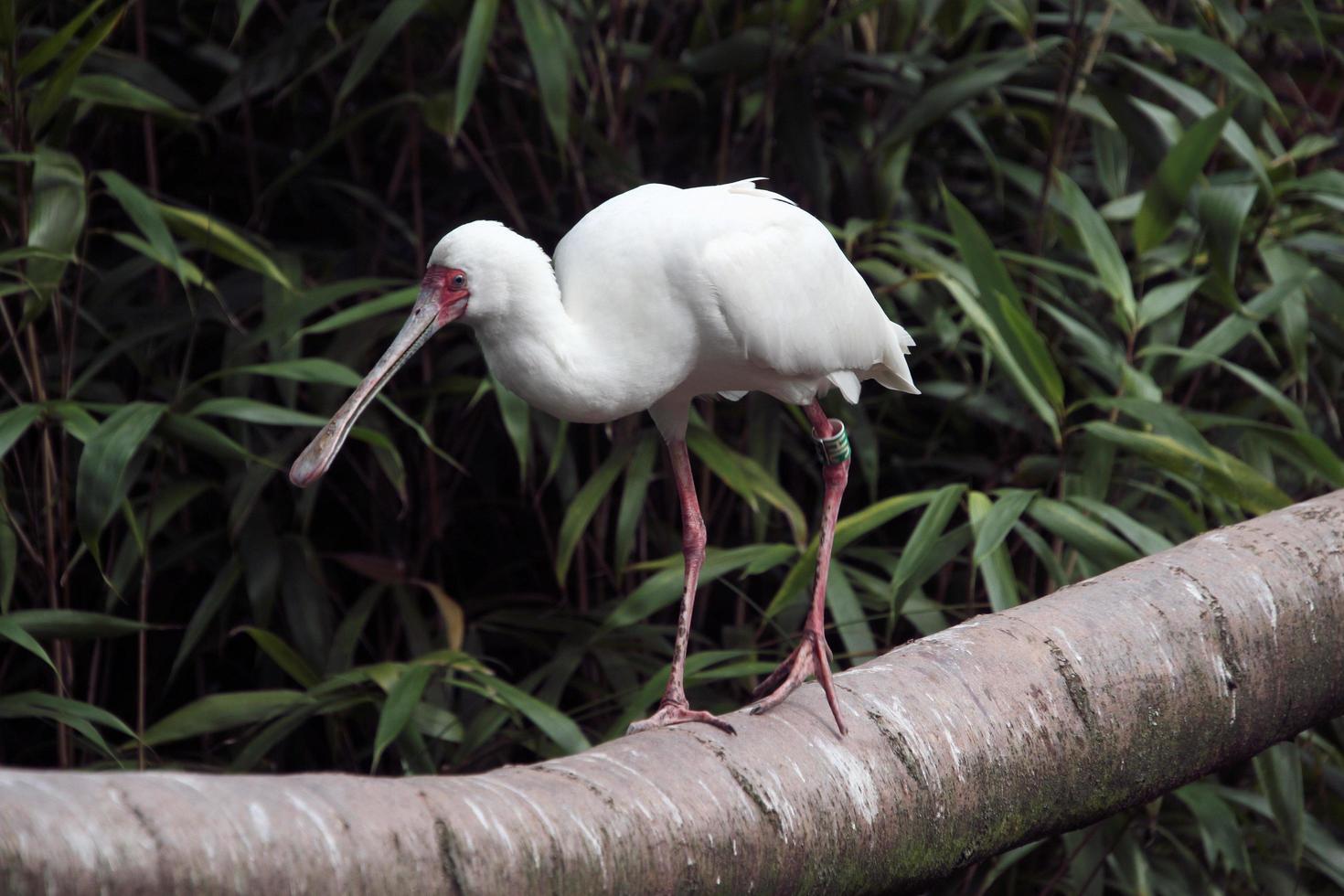 A close up of a Spoonbill photo