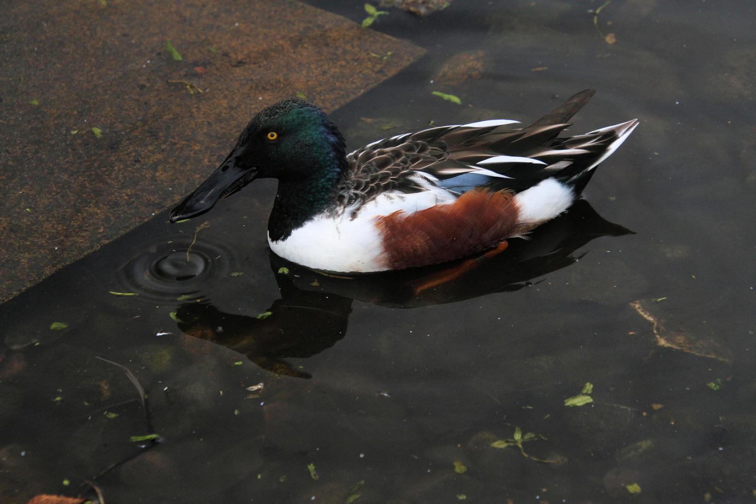 una vista de un pato cuchara foto