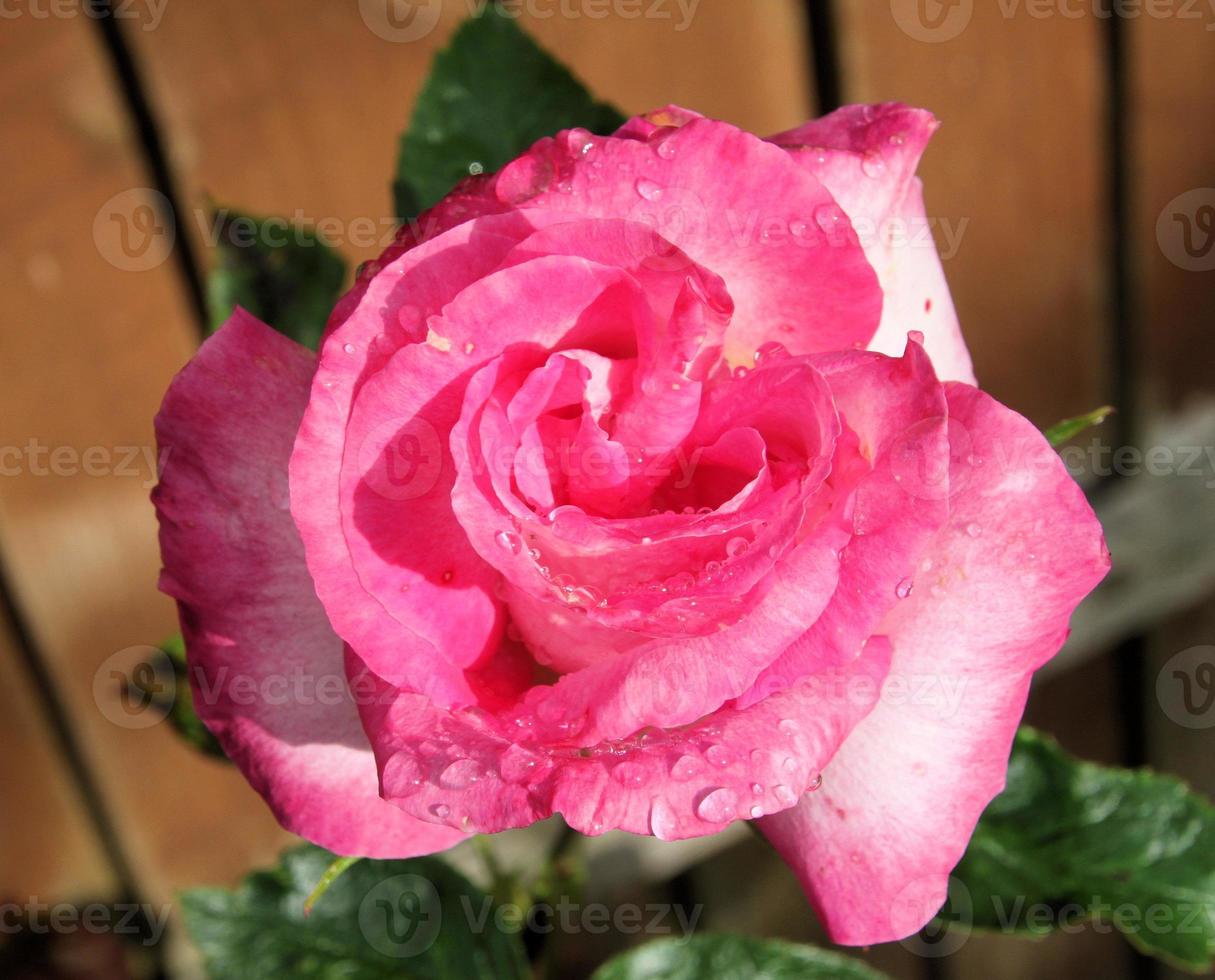 A close up of a Rose photo