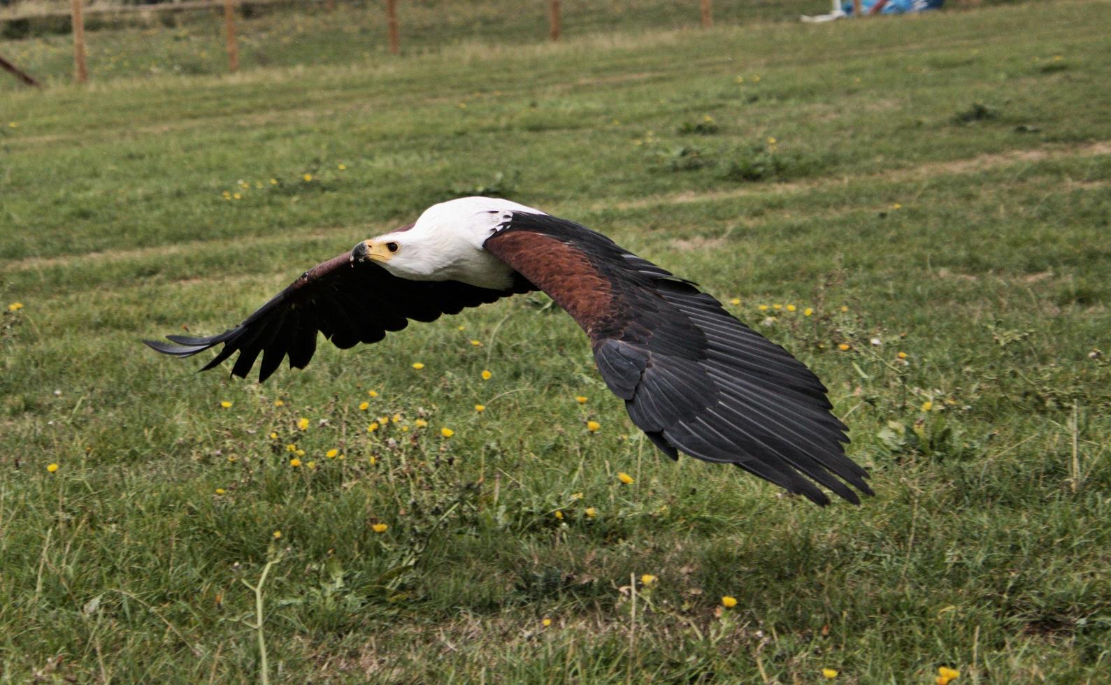 A view of an African Sea Eagle in Flight photo