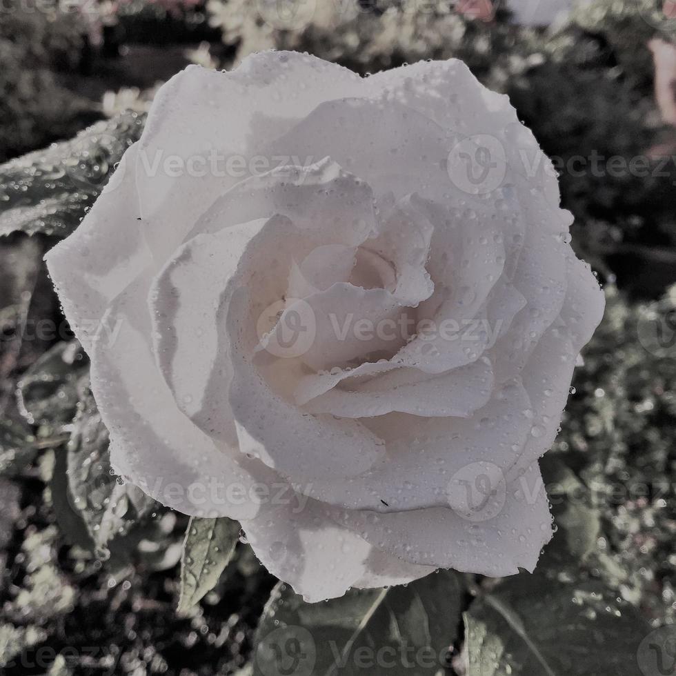 A close up of a Rose photo