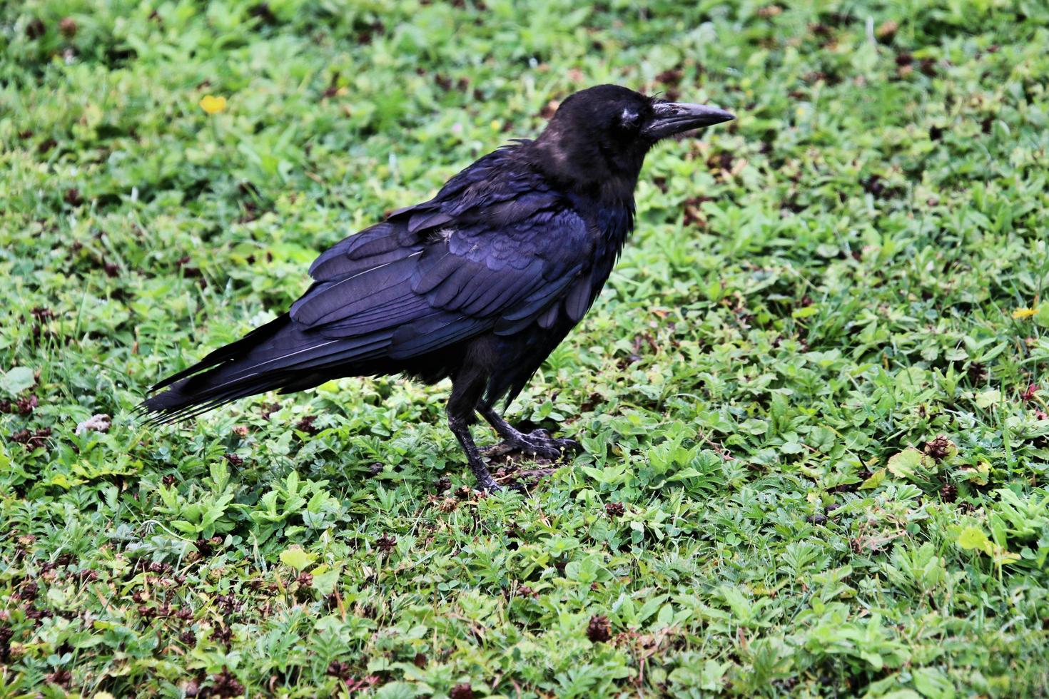 A close up of a Rook photo