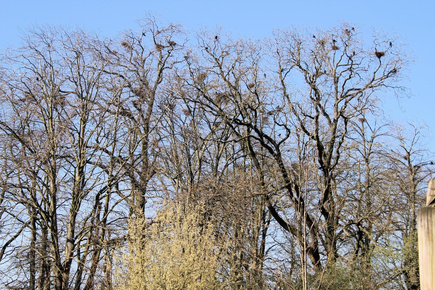 A close up of a Rook photo