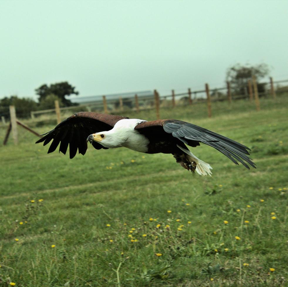 A view of an African Sea Eagle in Flight photo