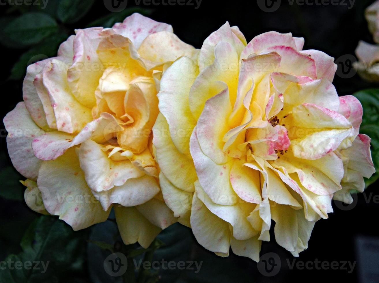 A close up of a Rose photo
