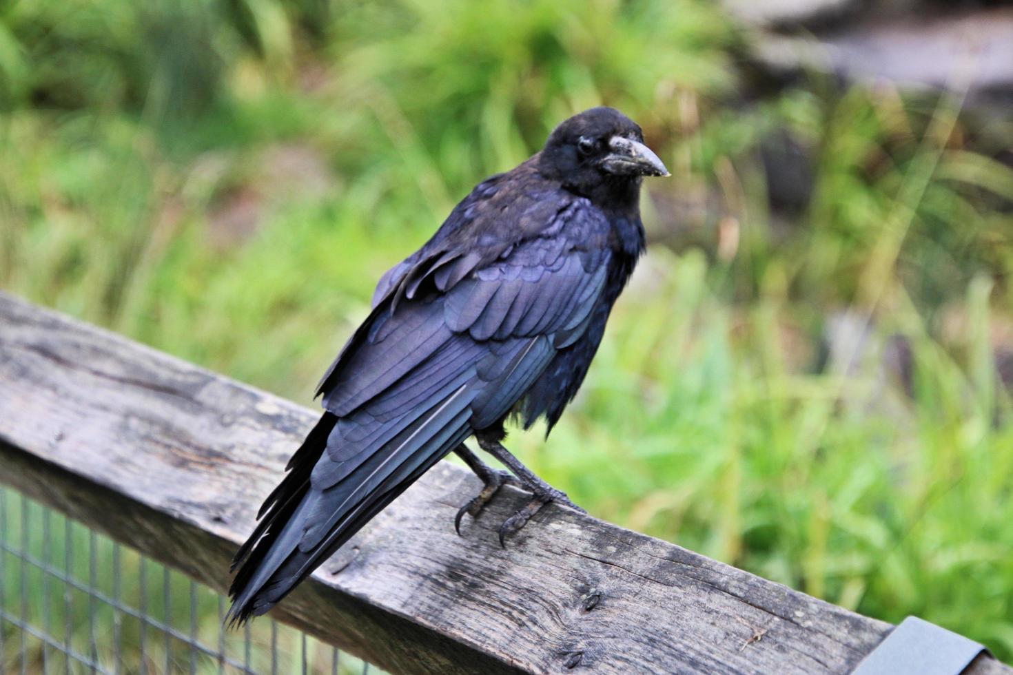 A close up of a Rook photo