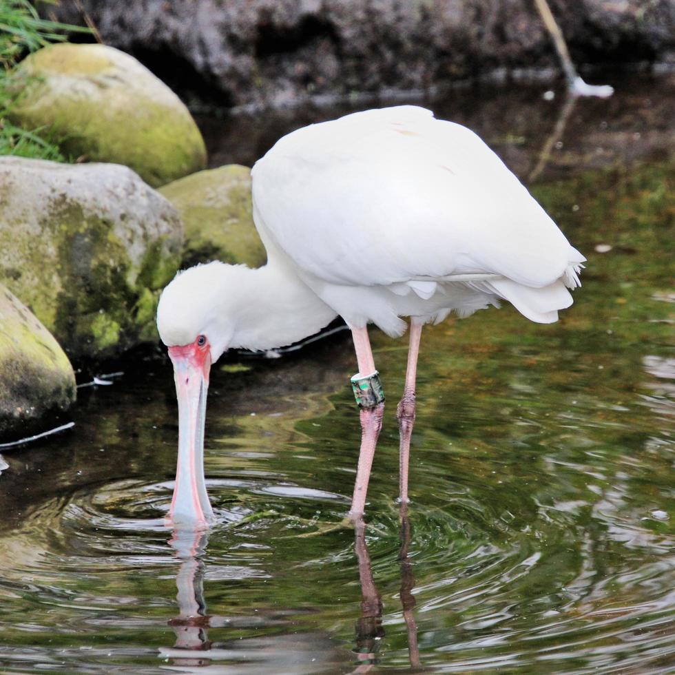 A close up of a Spoonbill photo