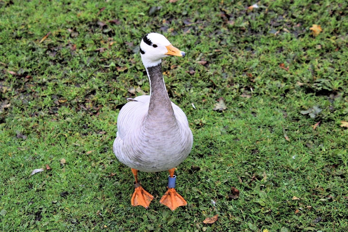 A view of a Bar Headed Goose photo