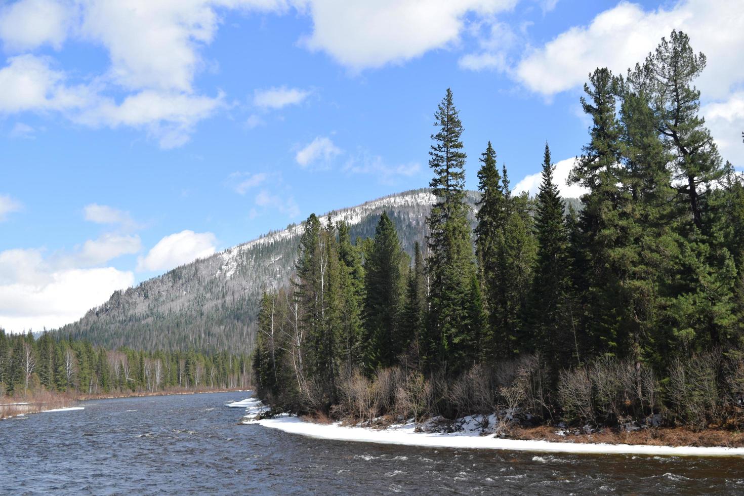Impassable taiga on the bank of the Yenisei photo
