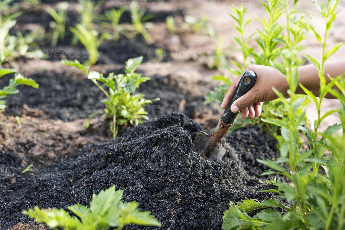 Cultivation, gardening, agriculture and people concepts - people with shovels digging garden beds or farms. photo