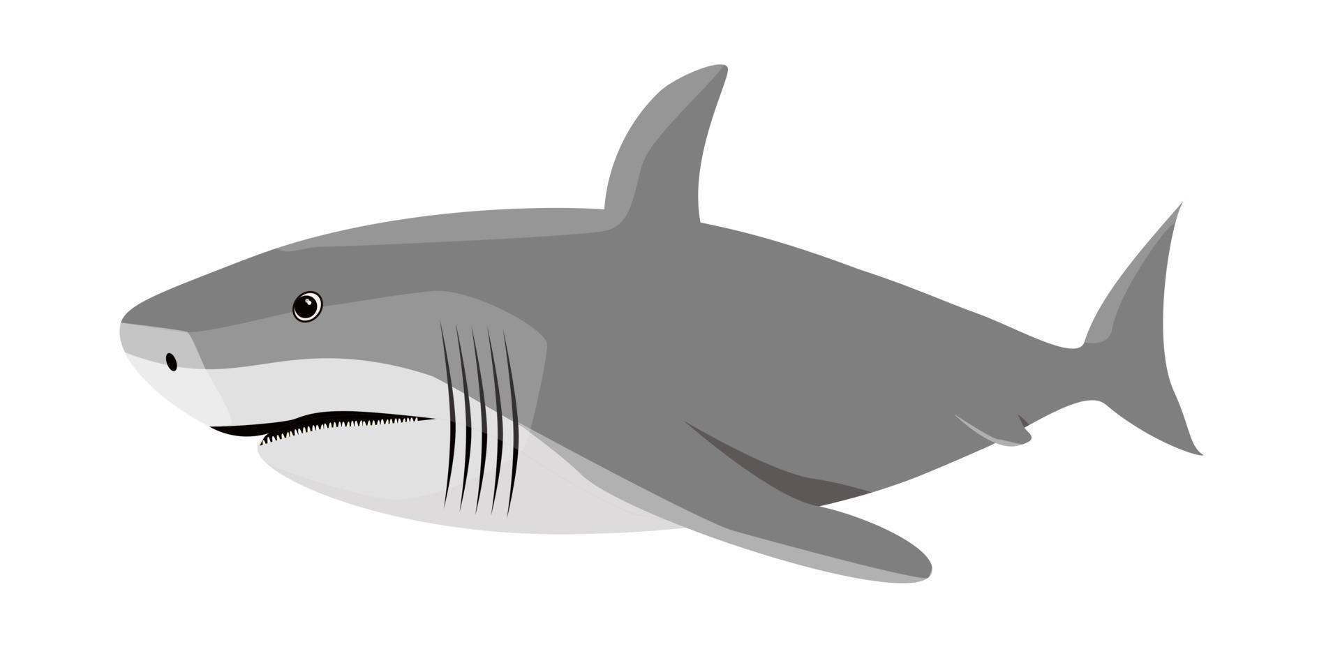 Vector image of a dangerous hungry shark with sharp teeth. Isolated vector illustration.