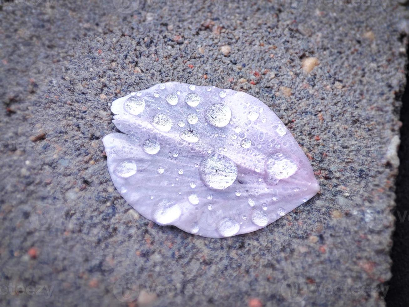 Light pink cherry blossom petal lying on the ground with water drops on it after the rain photo