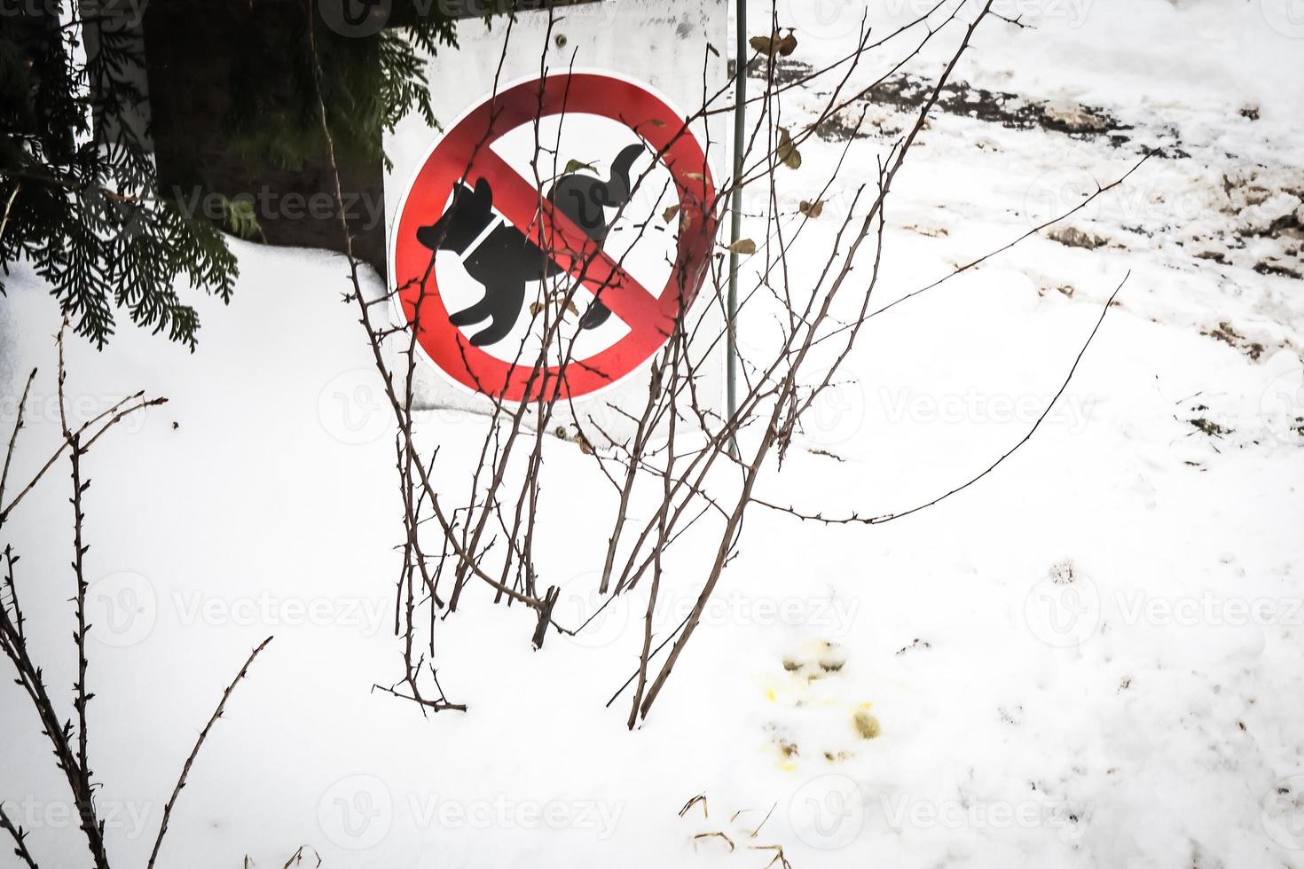 No hay señal de perro cuadrado de zona de orina con círculo cruzado rojo sobre fondo de césped de nieve en invierno foto