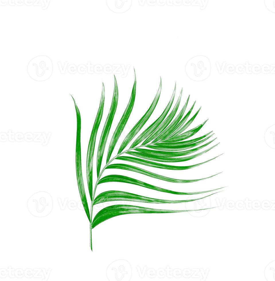Hoja verde de palmera aislado sobre fondo blanco. foto