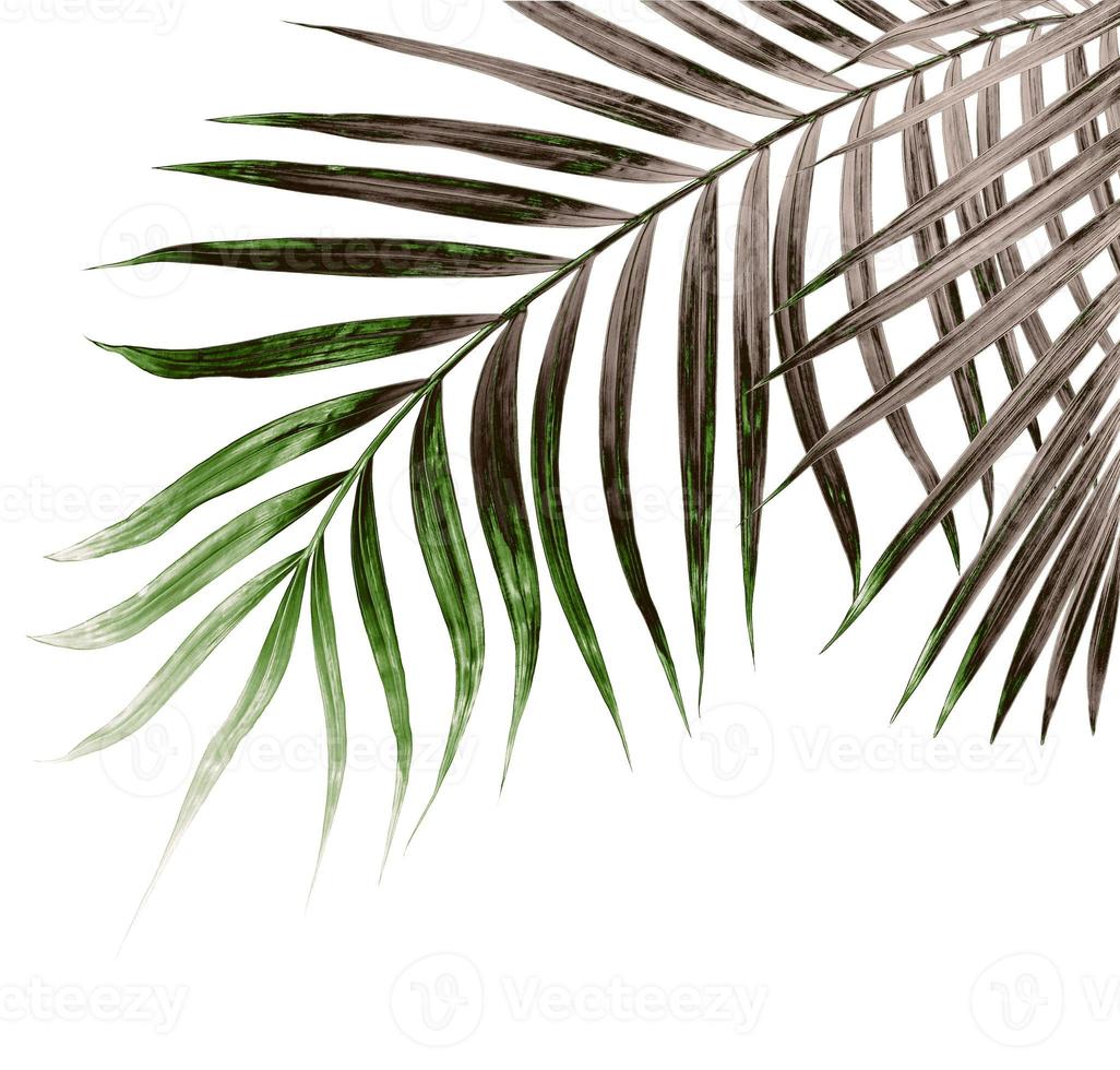 Green leaves of palm tree isolated on white background photo