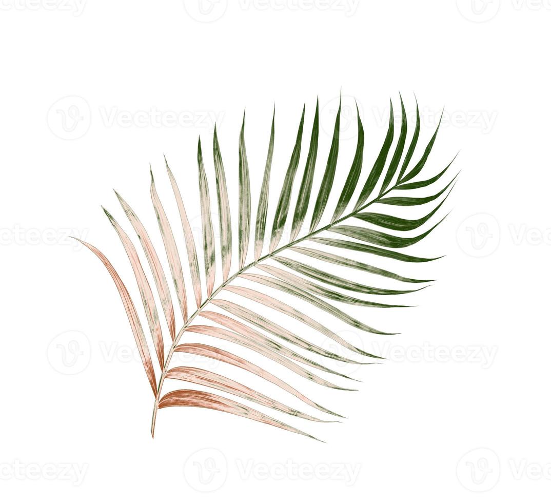 Green leaves of palm tree isolated on white background photo