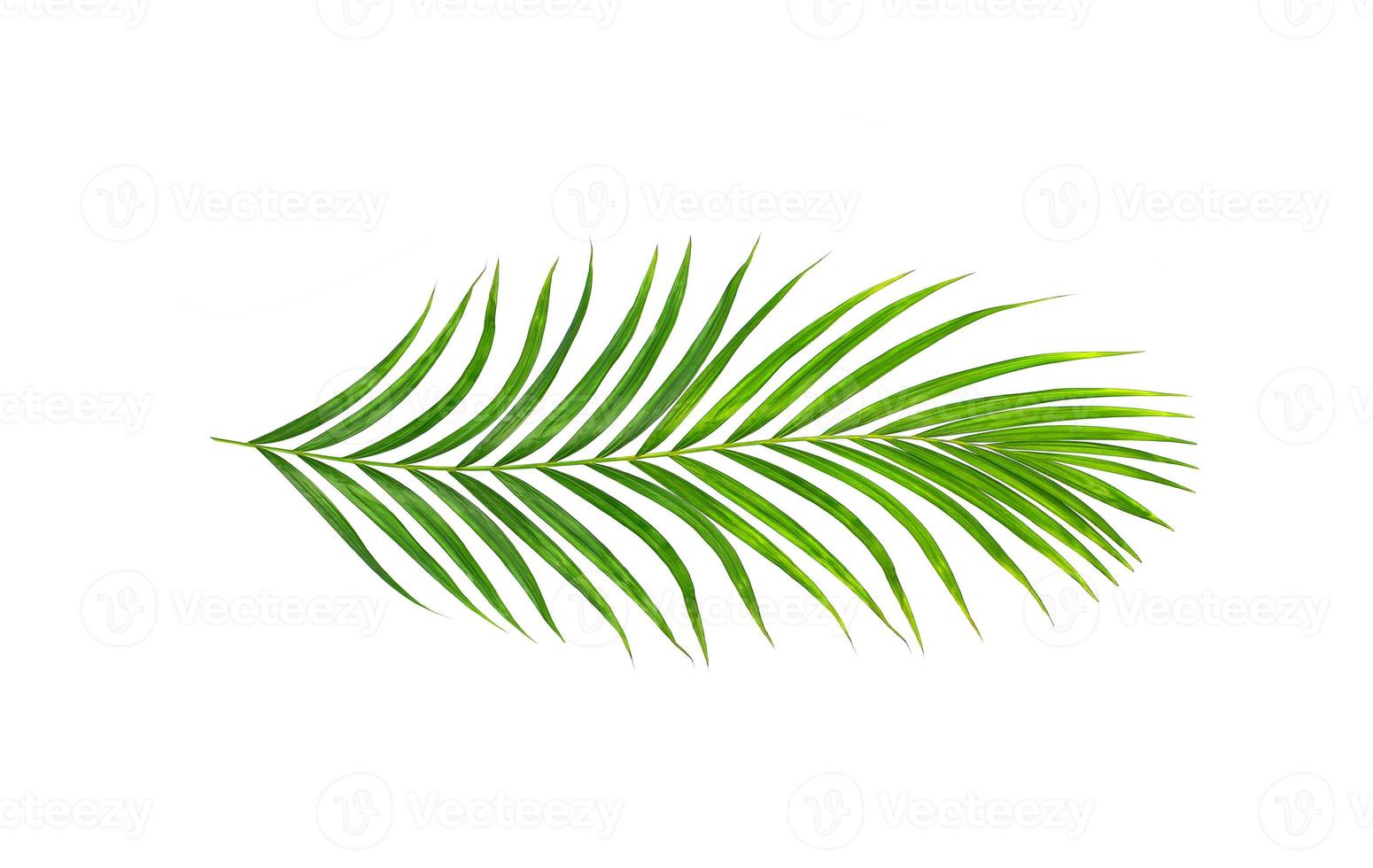 Green leaves of palm tree isolated on white background photo