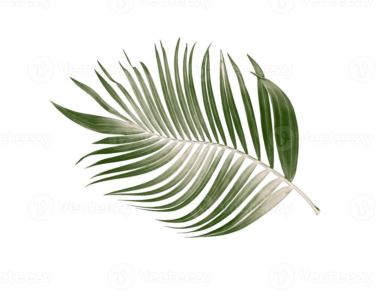 Hoja verde de palmera sobre fondo blanco. foto