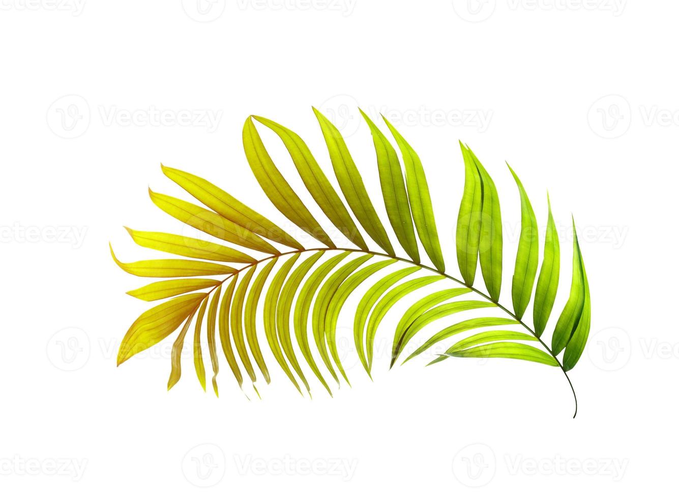 Green leaf of palm tree on white background photo