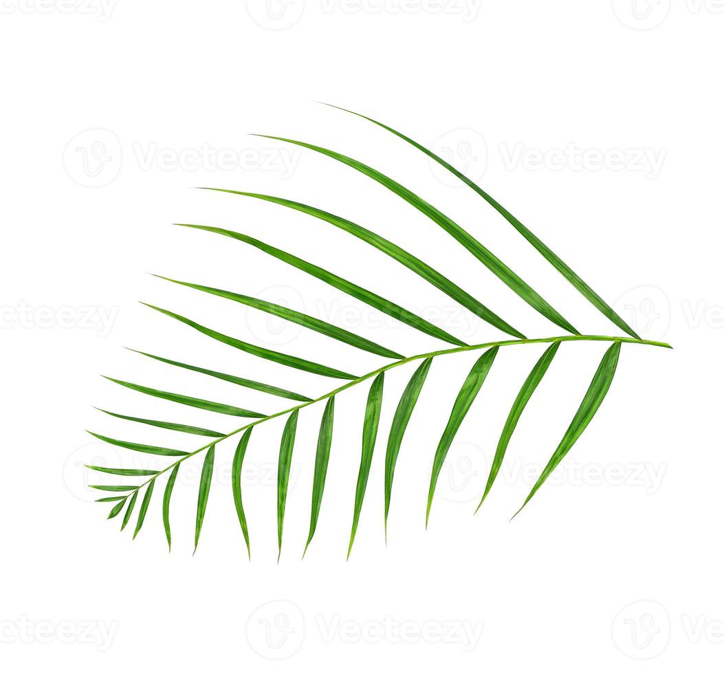 Green leaves of palm tree isolated on white background photo