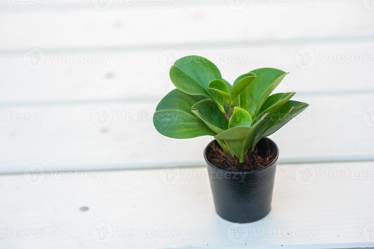 Green plants in black pots Concept of love the world and love nature  Nature conservation photo