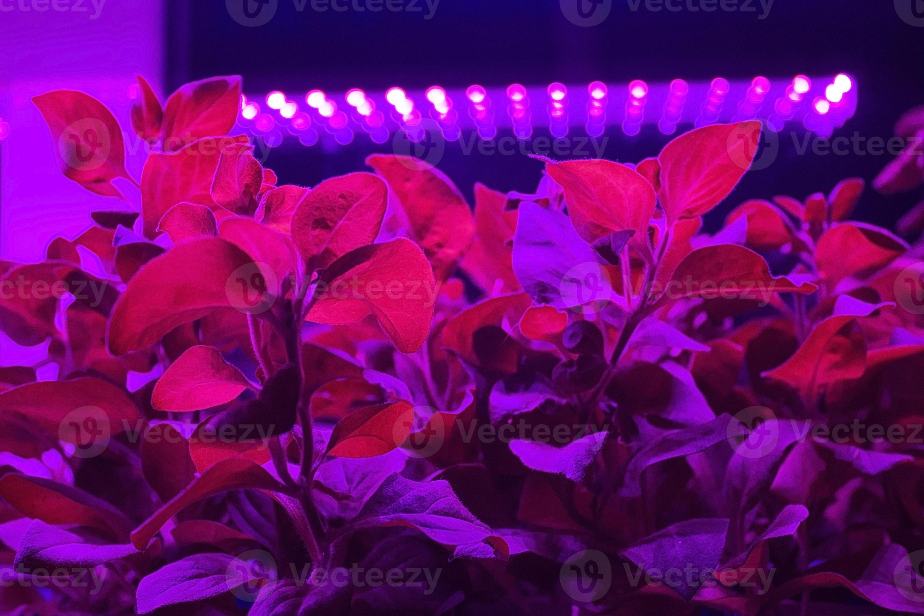 Seedlings of young plants illuminated by LED phyto light lamp. Home