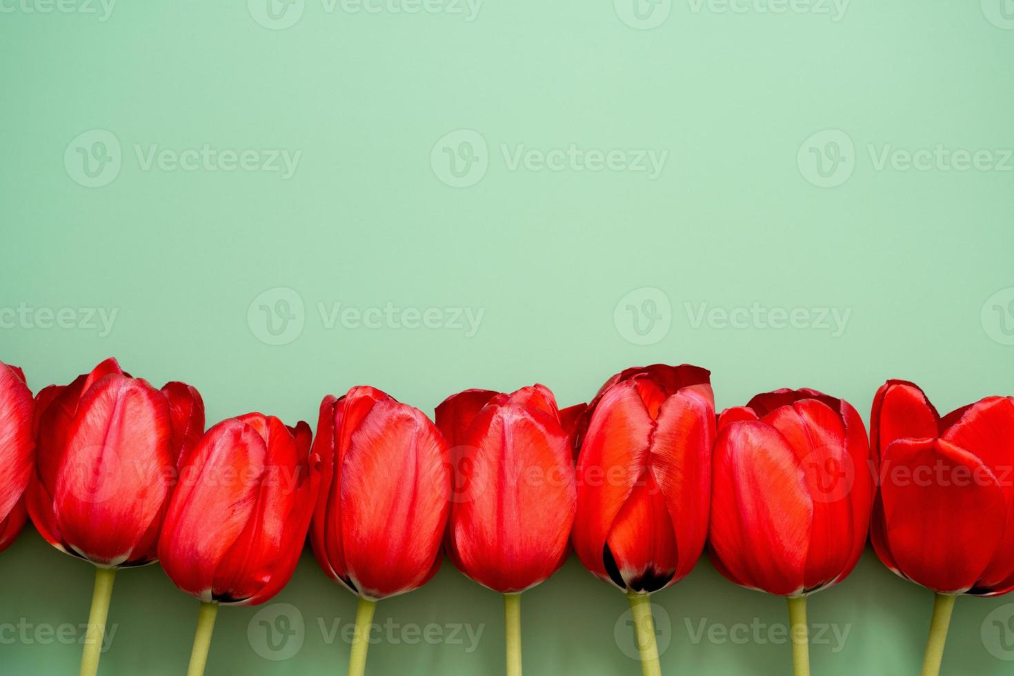 Row of tulips photo