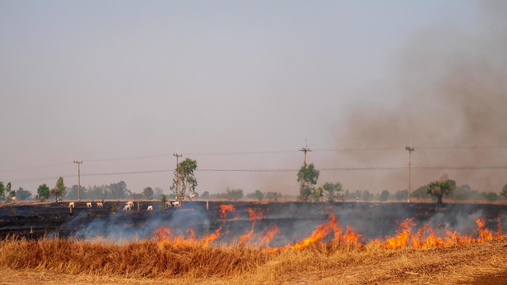 Farmers are burning rice stubble in the rice fields. photo