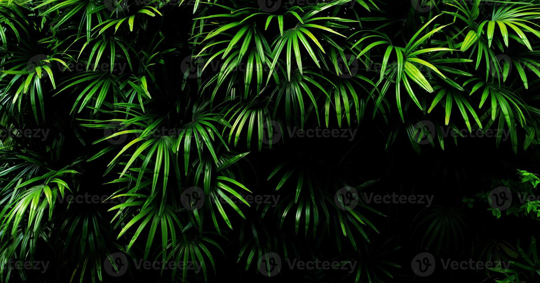 Tropical green leaf photo