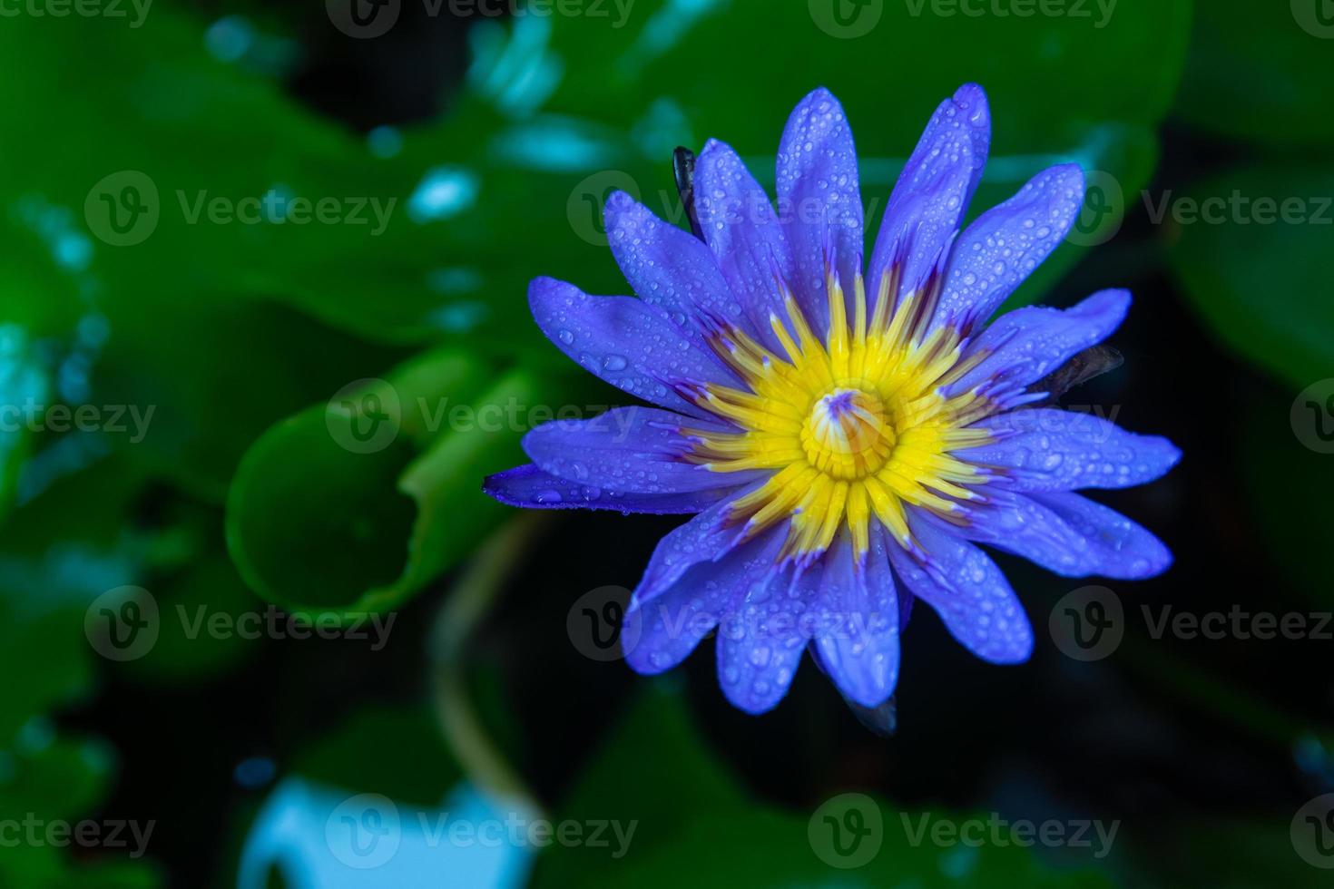 Water droplets on purple lotus flowers blooming. photo