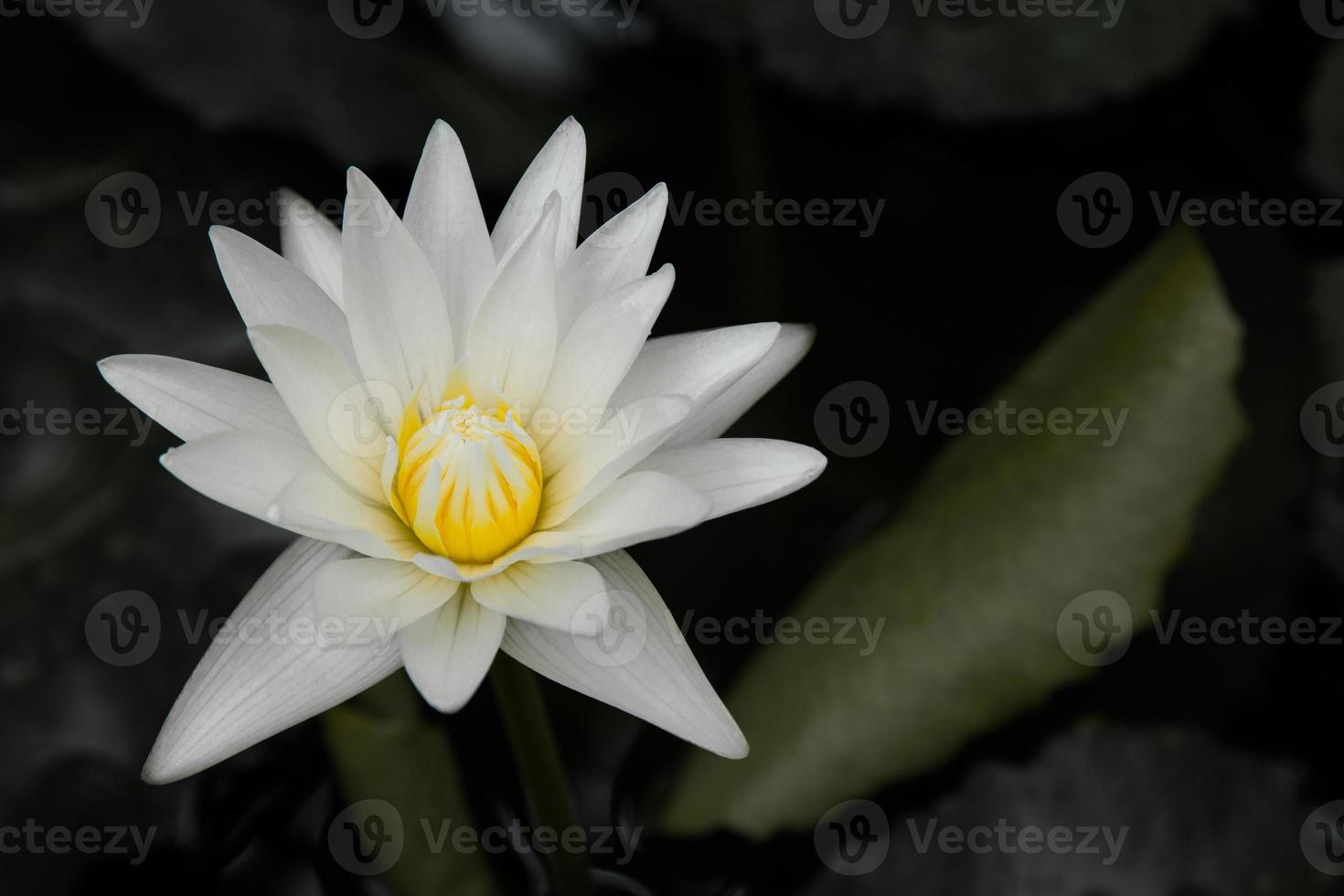White lotus flowers blooming, Bright and dark concept. photo