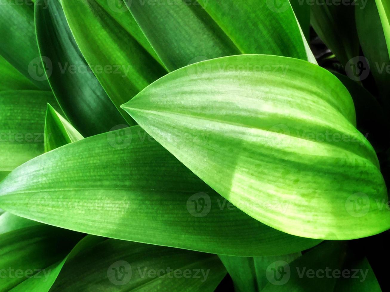 Green leaf in sunny day, Top view concept. photo