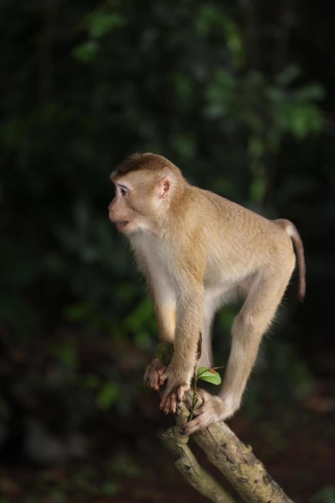 Wild monkeys are lounging and eating on the ground. in Khao Yai National Park, Thailand photo