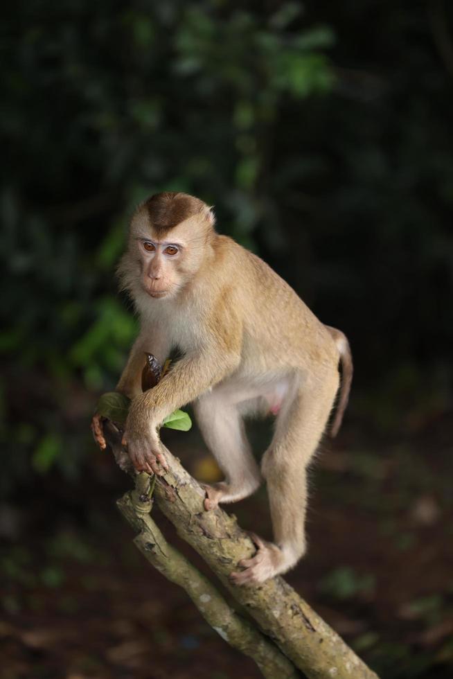 Wild monkeys are lounging and eating on the ground. in Khao Yai National Park, Thailand photo