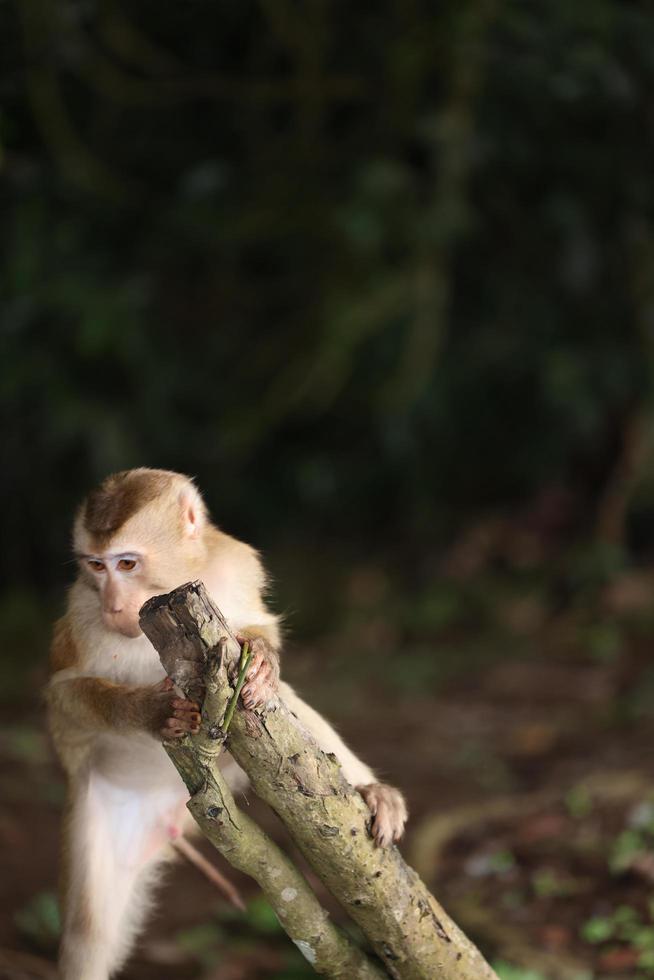 Wild monkeys are lounging and eating on the ground. in Khao Yai National Park, Thailand photo