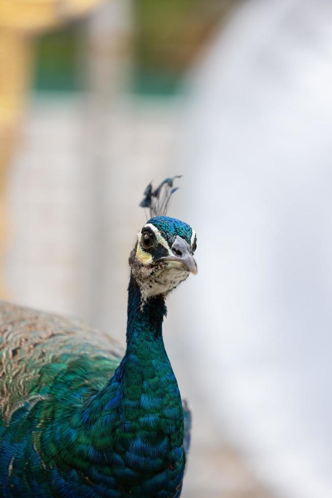 blue peacock close up photo