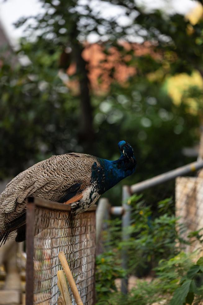 blue peacock close up photo