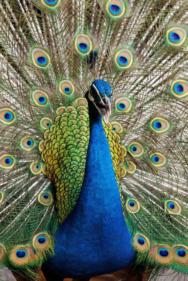 blue peacock close up photo