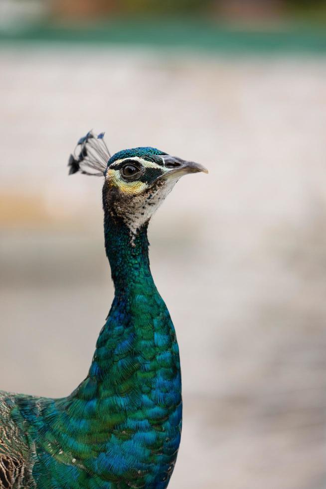 blue peacock close up photo