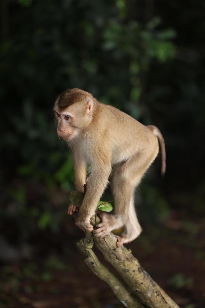 Wild monkeys are lounging and eating on the ground. in Khao Yai National Park, Thailand photo