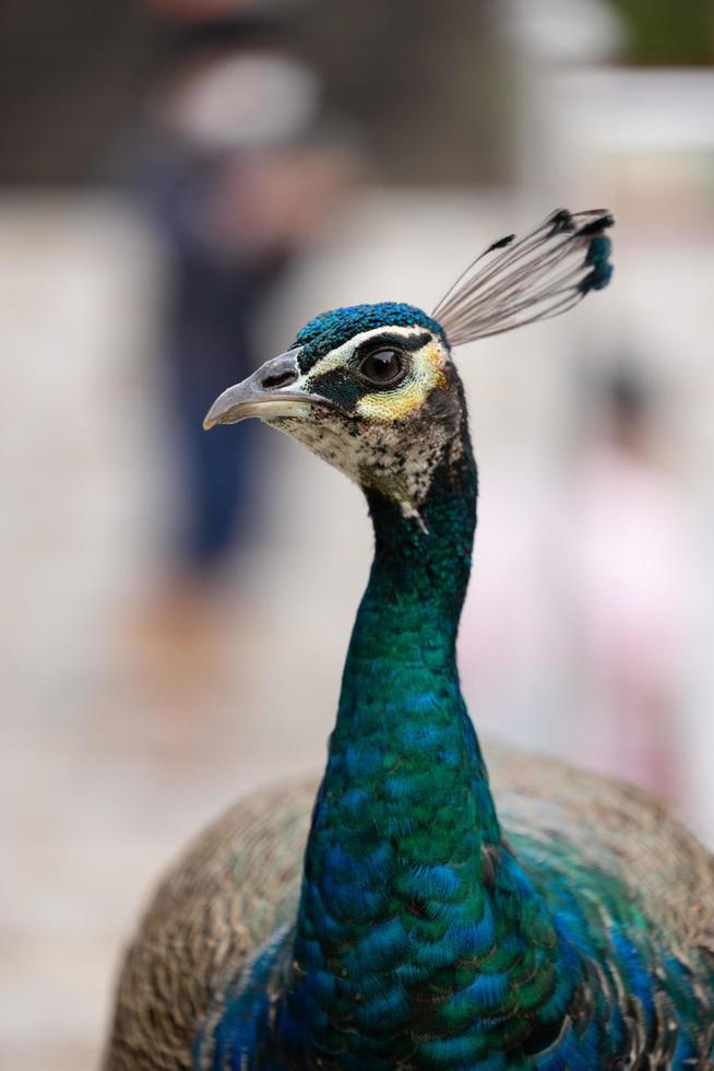 blue peacock close up photo