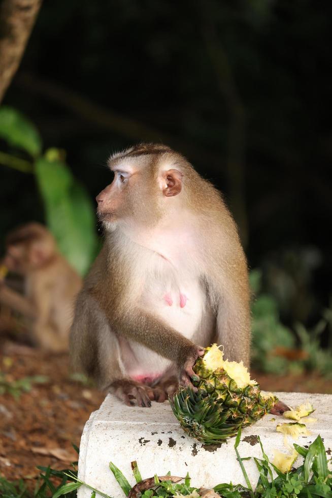 Wild monkeys are lounging and eating on the ground. in Khao Yai National Park, Thailand photo