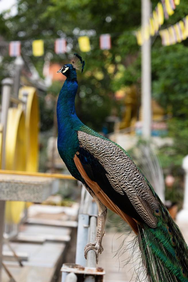 blue peacock close up photo