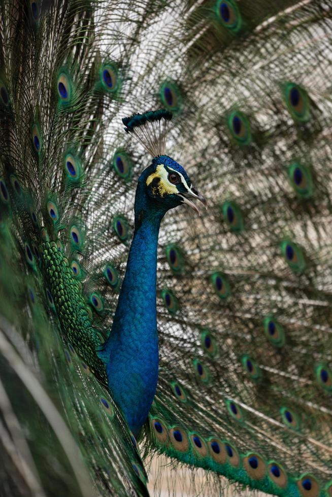 blue peacock close up photo