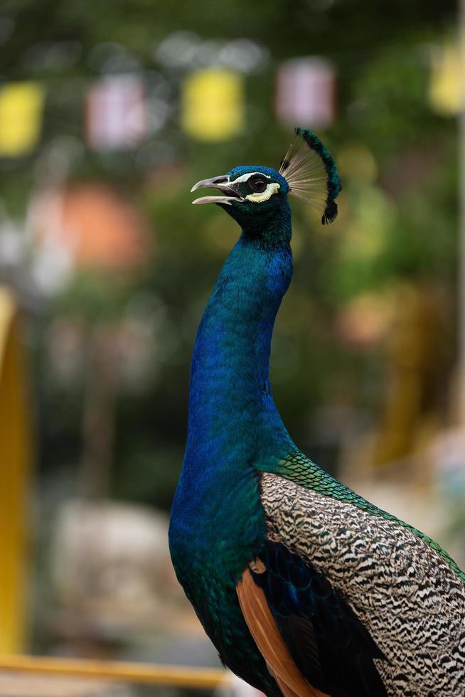 blue peacock close up photo