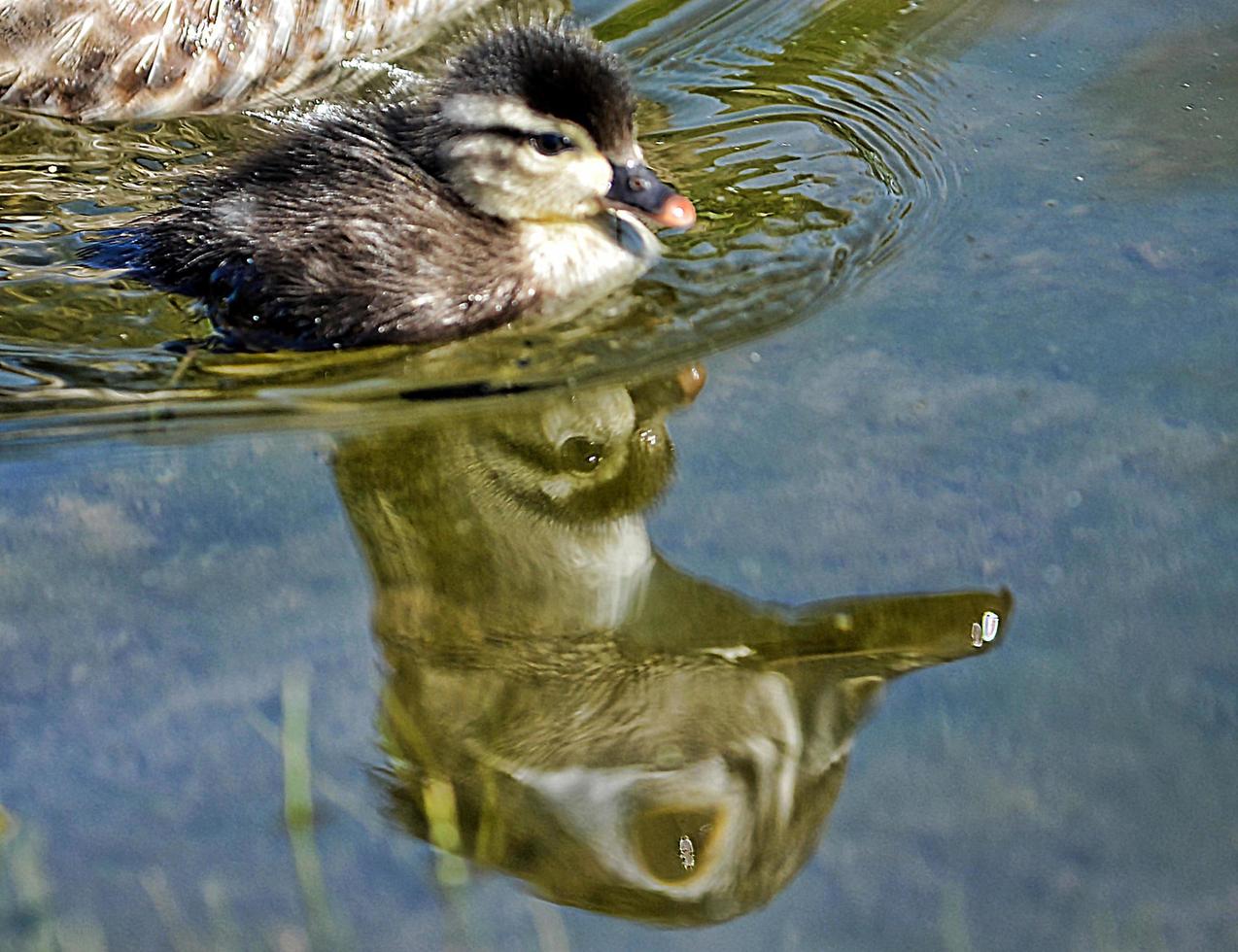 baby wood duck with mother's reflection photo