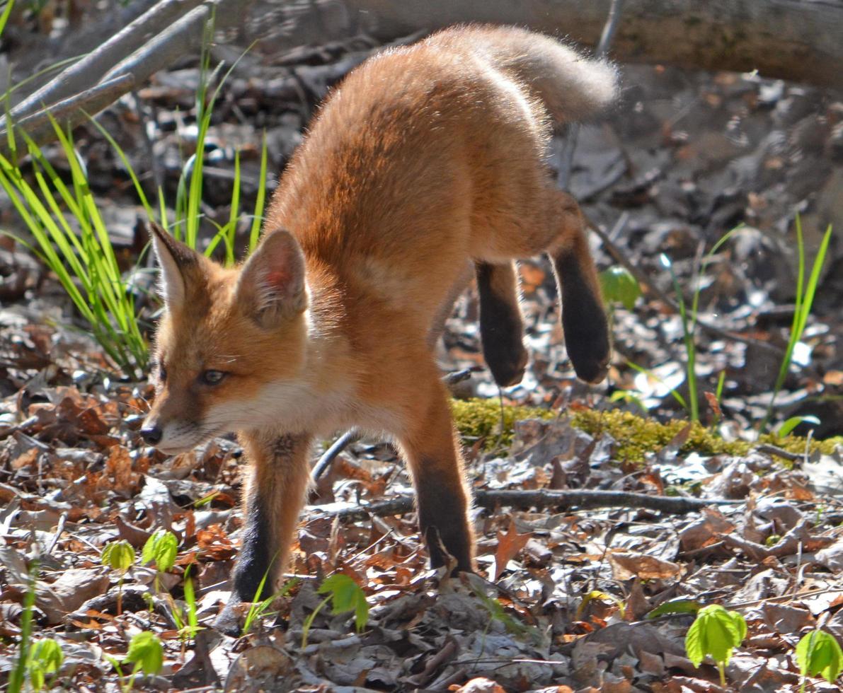 Baby fox kit photo