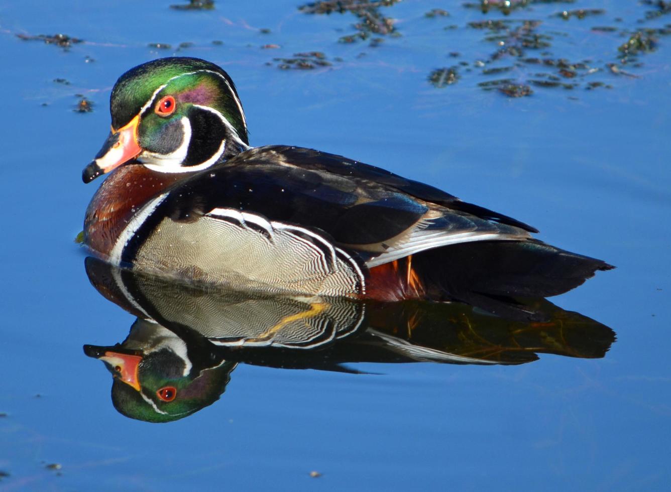 Adult wood duck in water photo