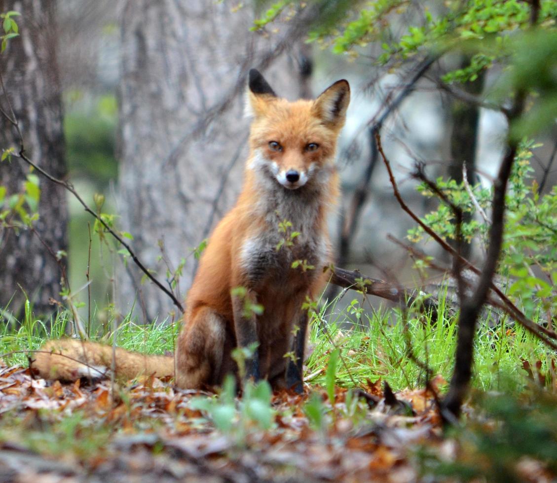 Adult fox in the forest photo