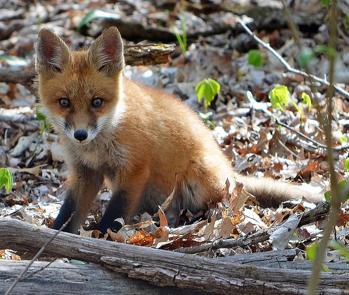 Baby fox kit photo